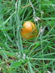 wild mushrooms