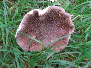 wild mushrooms