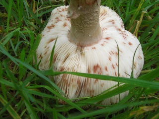 wild mushrooms