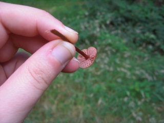 wild mushrooms