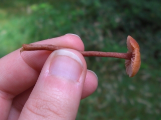 wild mushrooms