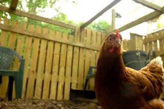 chicken chicken