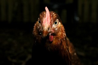 evilchicken evilchicken