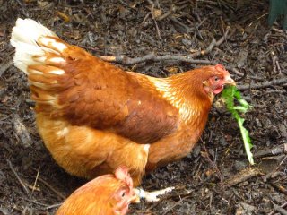 chicken1 chicken1