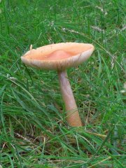 wild mushrooms wild mushrooms
