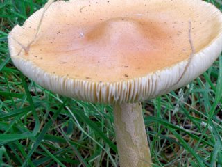 wild mushrooms wild mushrooms