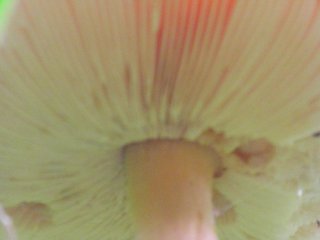 wild mushrooms wild mushrooms