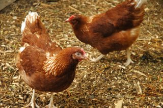 chickens6
