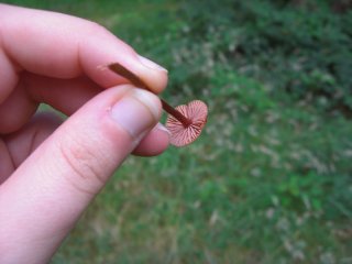wild mushrooms wild mushrooms