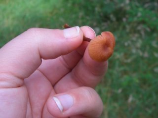 wild mushrooms wild mushrooms