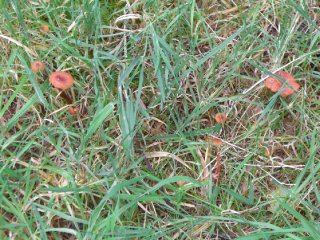 wild mushrooms wild mushrooms