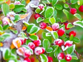 frozen-berries frozen-berries