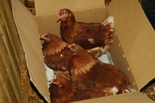 ISA Brown chickens
