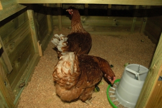 Chickens in a coop