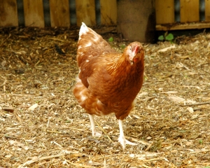chickens8