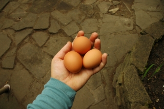 eggs