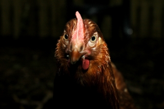 evilchicken