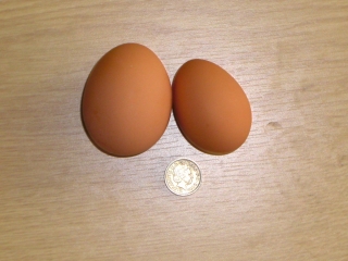 giant-egg