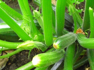 courgettes