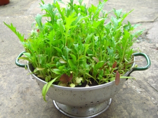 salad-colander