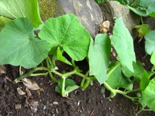 squash-vine