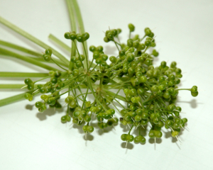 Wild garlic seed pods