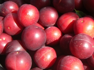 wild plums