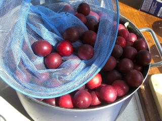 wild plums