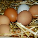 eggs