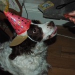 lily-party-hat-treat-tongue