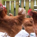 chickens-in-snow-2