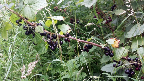 allotment-blackcurrants