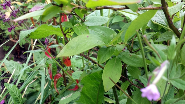 allotment-blueberries