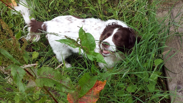 allotment-lily-happy