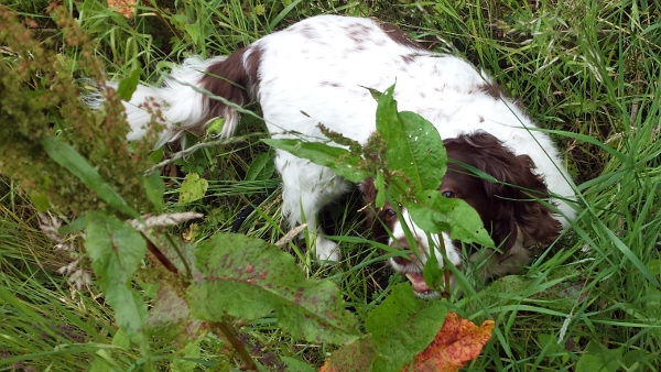 allotment-lily-wut