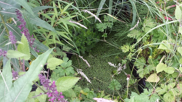 allotment-pond