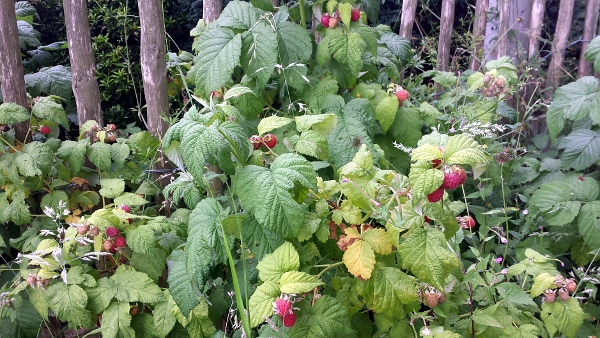 allotment-raspberries