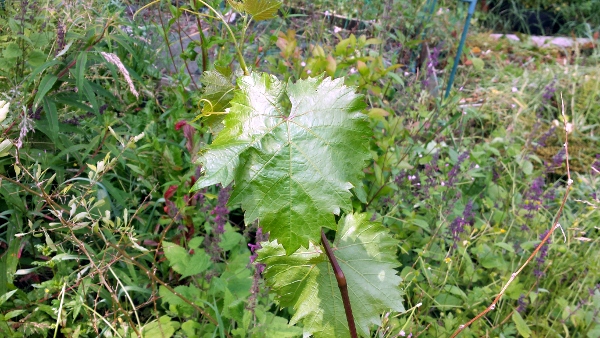 allotment-rnd1-mystery-fruit-bush