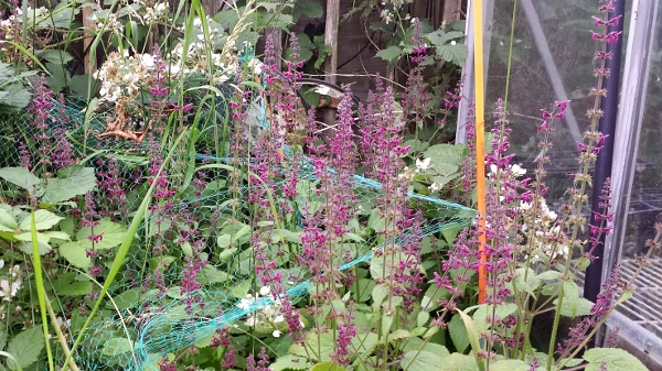 allotment-weeds