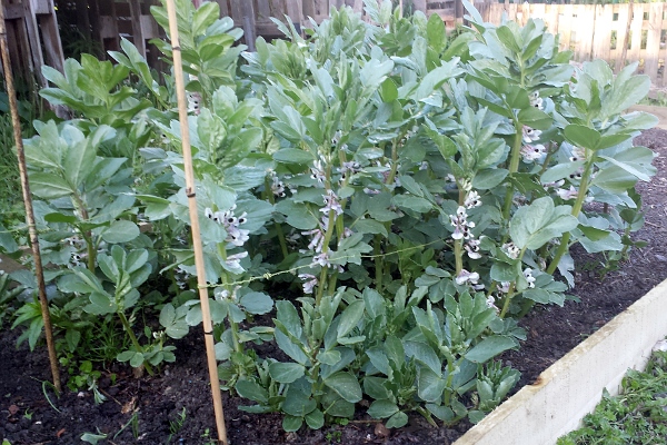 broad bean plants